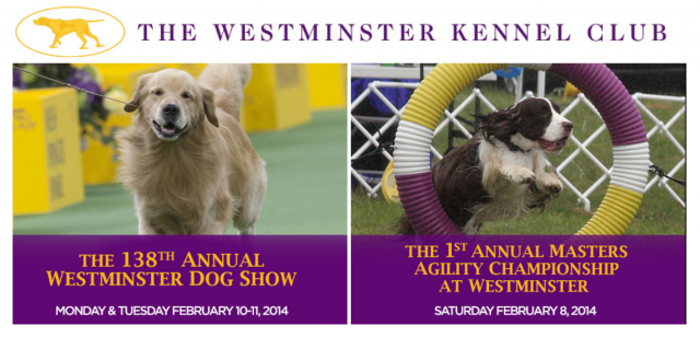 westminster kennel club