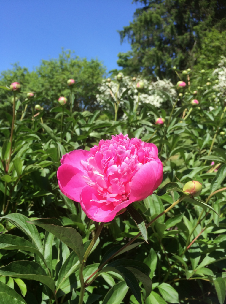 Peony at Smithfield Farms 