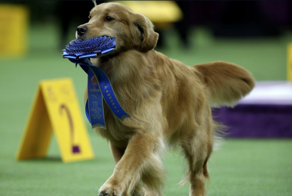 
Weekly fave 5 Vogue, meet the 5 Chicest canniest from the westminster dog show 