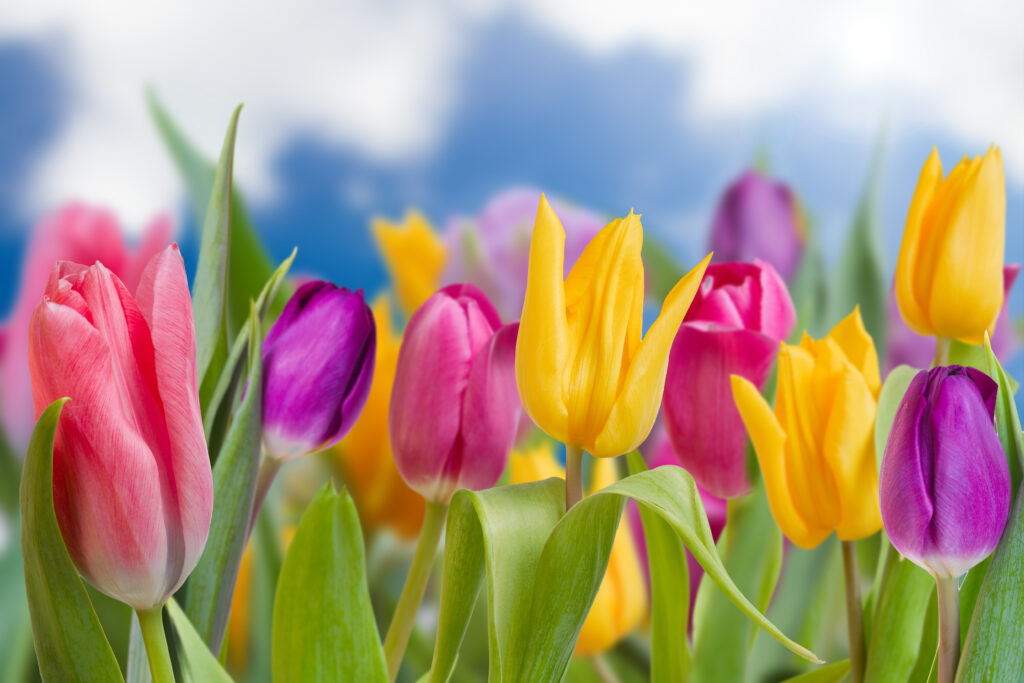 Bright spring tulips 