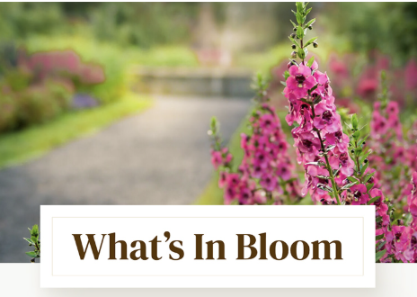 what's in Bloom? Old Westbury Gardens, where the beauty of the past flourishes